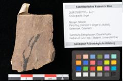 Foto (Objekt + Etikett) von Alnus gracilis Unger (NHMW-GEO-2024-0188-0730)
